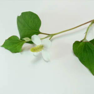 Limpiador Facial Coreano sin Parabenos de Houttuynia Cordata (Menta de Pescado), Gel Limpiador Suave para Control de Grasa y Limpieza de Poros - Product Image 1