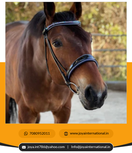 ORSE riridle uustomized He he AUREN olloled lack eath nanafle Ridle riresage rirills eaeath Smart - Product Image 3