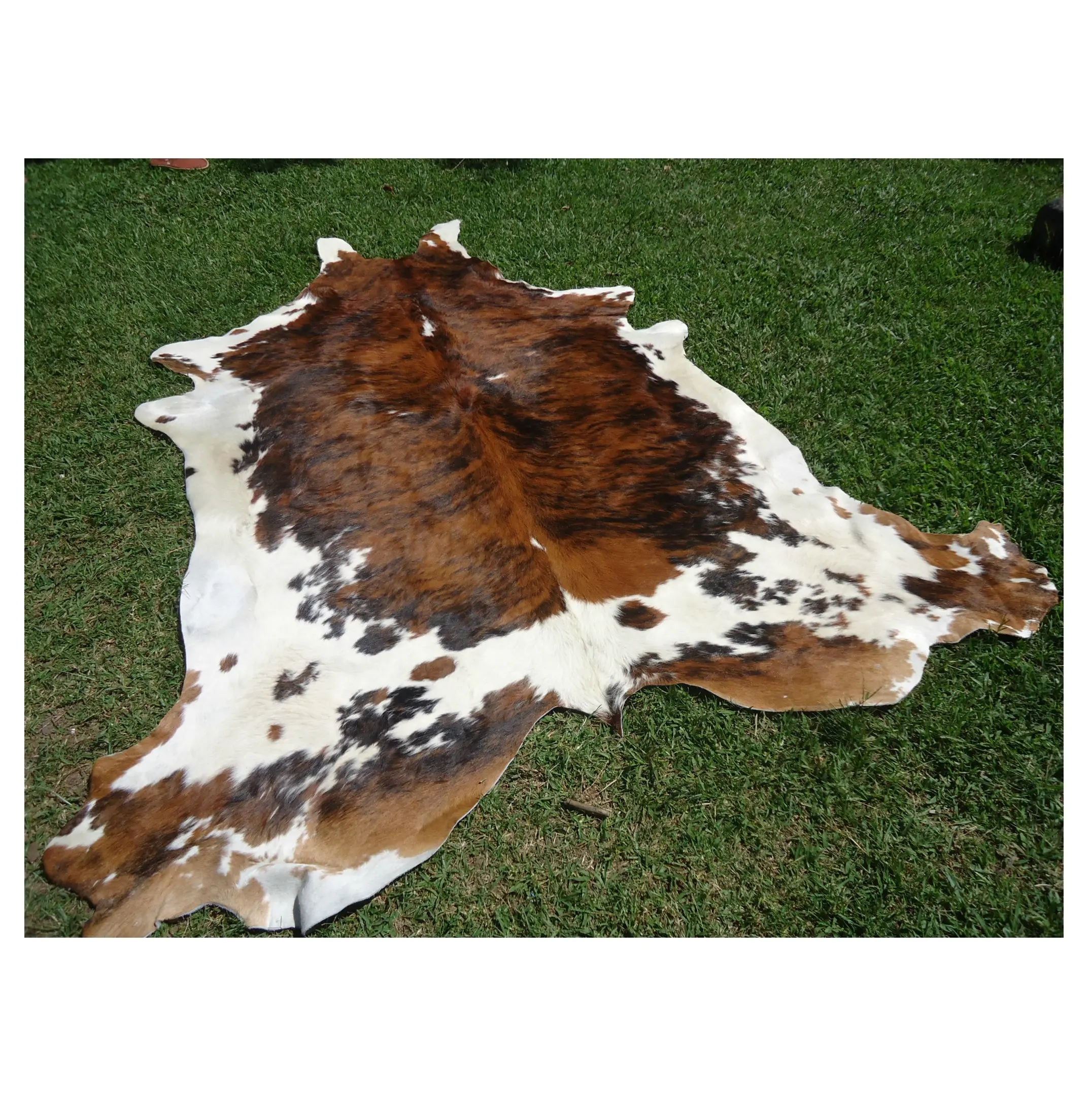 Top Quality Pure Raw Wet Salted and Dried Cow Leather / Hides / Skins For Sale At Cheapest Wholesale Price