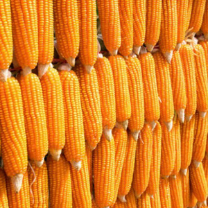 Maïs jaune sec non-OGM de qualité supérieure / Maïs jaune pour la consommation humaine et animale au prix de gros - Product Image 6