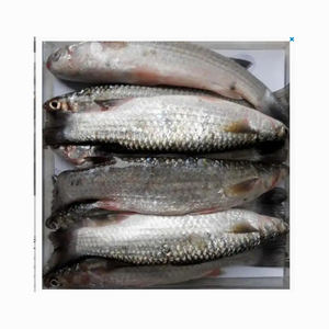 Bulk Quantity Fresh Seafood wholesale Good Quality Grey Mullet Fish Gutted <b>Frozen</b> Grey - Product Image 4
