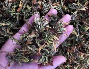 Fleurs de papaye mâles séchées de haute qualité 100% herbes naturelles du Vietnam - Product Image 5