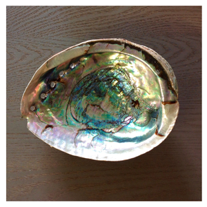 Authentic <b>Abalone</b> <b>Shell</b> Highly Polished Stunning Colors Used for Inlay Artwork Accessories and Display Pieces - Product Image 5