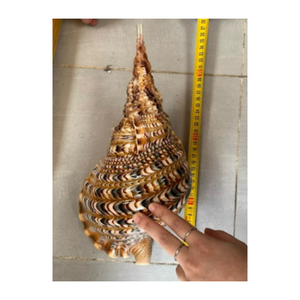 Bonne affaire pour les coquillages naturels de l'océan du Vietnam, grandes conques/trépieds de Triton, coquillages marins à vendre, coquillages vides, propres et polis - Product Image 2