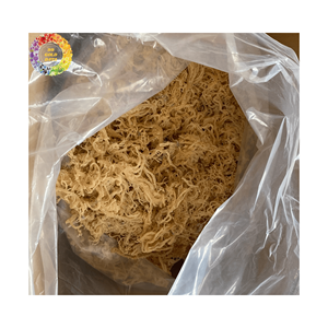 Venta al por mayor de algas marinas secas sin sal, musgo dorado irlandés para hacer gel Seamoss, bolsa de 25kg, Wildcrafted Chondrus Crispus - Product Image 2