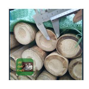 เสาหลอดไม้ไผ่ธรรมชาติความแข็งแรงสูงเวียดนามสำหรับโครงการสร้างงานหัตถกรรมและภูมิทัศน์ - Product Image 3