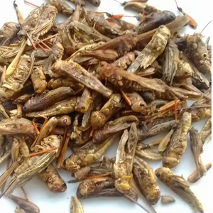 POLVO DE GRASSHOPPER NATURAL | CERTIFICADO HACCP PARA EXPORTACIÓN GLOBAL - Product Image 2