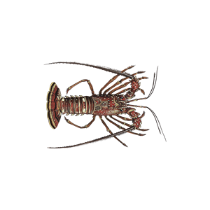 กุ้งมังกรลายจุดสำหรับผู้ขายส่งและตัวแทนจำหน่าย - Product Image 1