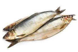 Pescado de arenque de alta calidad estándar listo para exportar - Product Image 2