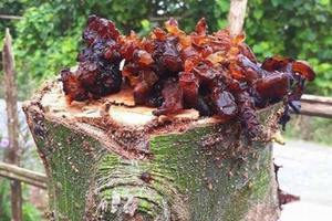 Goma Kapok Seca para Uso en Postres, Rebanadas y Hebras de Goma Vegetal Natural de Vietnam - Product Image 5