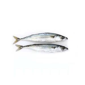 Caballa atlántica congelada de alta calidad fresca, ultracongelada y procesada bajo estándares HACCP - Product Image 3