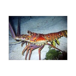 Homard à queue lisse de qualité supérieure, vente en gros au prix d'usine - Product Image 2