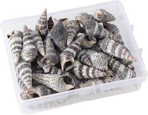 CONCHAS DE MAR BATILLARIA ZONALIS SELECCIONADAS A MANO/PULIDAS NATURALES/GRADO LIMPIO/PARA EXPORTACIÓN GLOBAL - Product Image 4