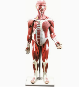 Modelo Anatómico de Músculo Humano de Alta Detalle/Material de Resina/Impreso en 3D/Silicona Suave/Dispositivos Médicos/Entrega Rápida - Product Image 1