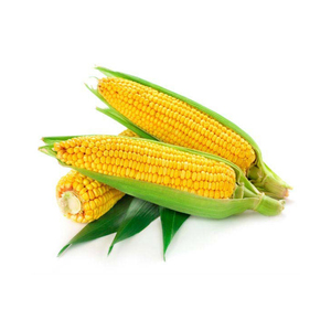 Maíz amarillo y maíz blanco/maíz amarillo para alimentación animal - Product Image 2
