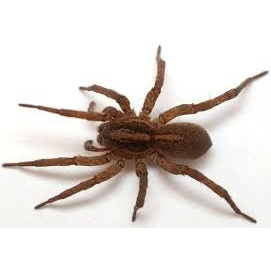 Fendeuse de bois automatique, fendage rapide et précis pour les bûches, le bois de chauffage et le bois d'œuvre - Product Image 5