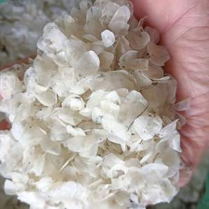 เกล็ดปลาทิลาเปียแห้งคุณภาพสูงราคาถูกจากเวียดนาม ขายส่ง เกรด 1 คอลลาเจน เจลาติน สีขาวธรรมชาติ 5 มม.+ ยี่ห้อเวียดเดลต้า - Product Image 5