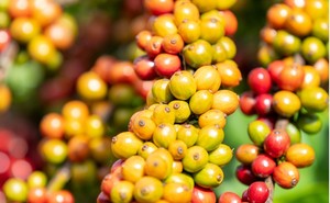 Good Price Vietnamese Specialty Drink Dalakon Kon Tum Robusta Italian Roast Honey Whole <b>Bean</b> Coffee 0.25kg Premium <b>Bag</b> - Product Image 6