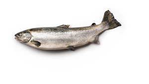 Filetes de Salmón Chum Congelados de Alta Calidad, Cajas de Salmón Salvaje Listas para Enviar al por Mayor, Conservadas en Agua, en Venta - Product Image 3