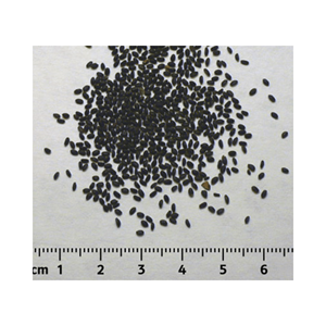 Semilla de albahaca 2025 superventas/alta calidad y precio competitivo de vietnamita lista para ser enviada al mejor precio en el mercado - Product Image 1