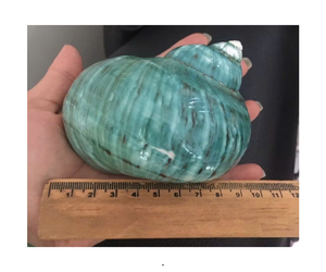 Décoration Artisanat Coquillage Coquillage Naturel Poli - Product Image 2