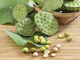 Semillas de Loto Blanco Secas a Granel, Orgánicas, de Primera Calidad, 24 Meses de Vida Útil, Welltech VN Dong Thap, Té de Hierbas, Agricultura 100% - Product Image 6