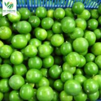 VIET THIEN PHU VTP/OL-28 Vente en gros de haute qualité Citron vert sans pépins Citron vert citron frais prêt à expédier