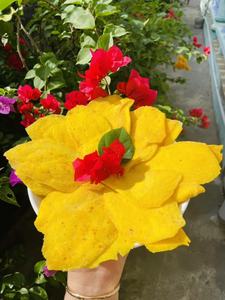 Meilleur goût de sel de piment mangue séchée douce saveur sucrée et épicée collation parfaite pour toute occasion qualité supérieure Blue Lotus Cherish - Product Image 3