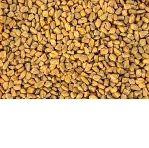 Semillas de Fenogreco Premium |   100% Natural |   Color Amarillo |   Duración de vida útil de 24 meses |   Pago 100% Anticipado |   Origen Indio al por Mayor - Product Image 5