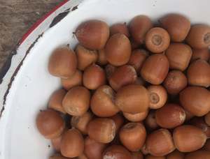 Glands séchés biologiques à vendre - Product Image 3