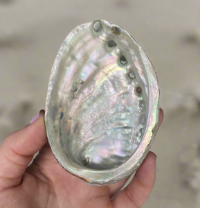 เปลือกหอยเป๋าฮื้อที่มีสีสันจากเวียดนามสำหรับใช้ในการออกแบบงานศิลปะของตกแต่งบ้านเครื่องประดับและงานฝีมือตามสั่ง - Product Image 4