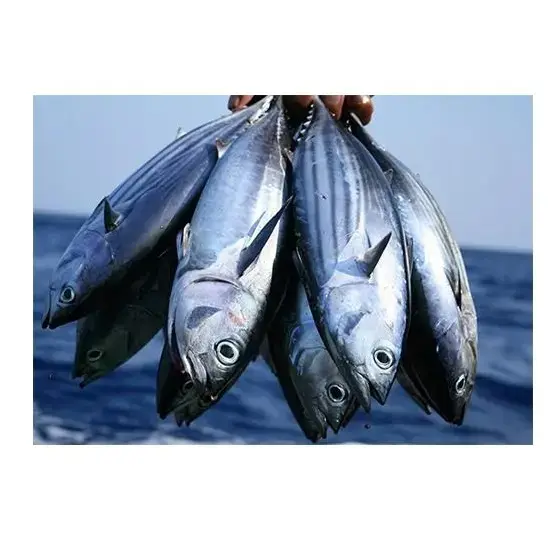 Ikan Tuna segar