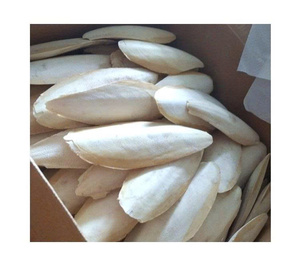 Hueso de sepia seco Premium para loros, cacatúas y pequeños pájaros de compañía - Product Image 1