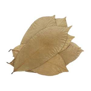 HOJAS SOURSOP ENTERAS SECAS/HOJAS SOURSOP - Product Image 3