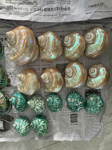 Artisanat Unique Coquillage Coquillages Marins Colorés Pour Souvenirs Et Artisanat Du Vietnam Artisanat Coquillage Exportation De Confiance - Product Image 2