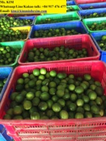 Lima fresca sin semillas Limón 84 917476477 Embalaje estilo Vietnam 7 Kg por caja con color verde Natural Sour T/T, L/C 15 días 4 up Cm