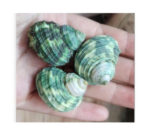 Turbo Marmoratus, turbante verde, carcasa Turbo blanca, carcasa Turbo Jade auténtica carcasa pulida para decoración de Acuario y exhibición - Product Image 1