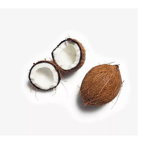 Noix de coco fraîche de qualité export, structurée pour le sourcing commercial à haut volume - Product Image 5