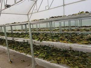 Feuilles de corossol séchées biologiques par Source Nutrition-Graviola pur pour thé Feuilles séchées entières - Product Image 2