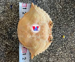 MATERIAL DE CONCHA DE CANGREJO SECO/LIMPIADO Y TRATADO/LISTO PARA FABRICACIÓN DE ALIMENTOS ANIMALES Y EXPORTACIÓN DE MINERALES MARINOS - Product Image 4