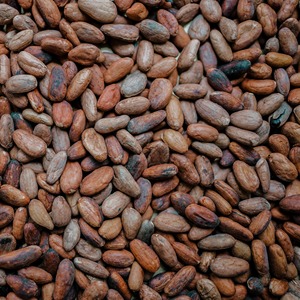 Granos de cacao natural crudos verdes Aribica 25kg gran cantidad disponible para venta inmediata con proveedor de confianza - Product Image 5