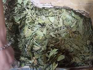 Vente en gros de feuilles de menthe séchées de qualité supérieure prix d'usine approvisionnement en vrac taux compétitifs meilleure qualité pour les acheteurs mondiaux - Product Image 3