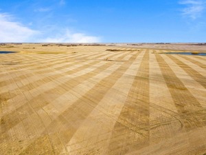 Grains et graines de malt d'orge biologique de haute qualité Style séché Prix réduit offert - Product Image 2