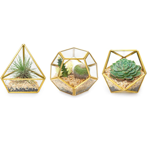 Cadre en métal de fer d'excellente qualité avec décoration de plantes de maison de terrarium fini noir de forme unique en verre - Product Image 5