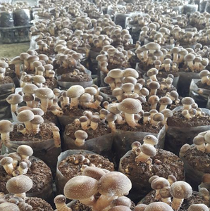Champignons Shiitake séchés du Vietnam Matériau alimentaire naturel utilisé dans les soupes et la cuisine de restaurant - Product Image 3
