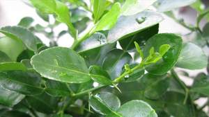 ใบมะนาวแช่แข็งธรรมชาติ/เกรดพรีเมี่ยม/พร้อมใช้งาน/บรรจุภัณฑ์จำนวนมาก/มาตรฐานการส่งออก - Product Image 4