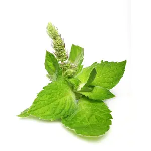 Hochwertiges Holy Basil Extrakt Pulver Tulsi Ocimum Tenuiflorum Extrakt Holy Basil Extrakt Lieferung aus Indien