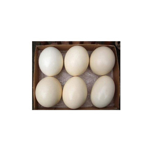 Huevos de Avestruz Frescos de Alta Calidad para Incubar de Canadá 100g - Product Image 6
