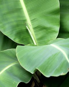 ใบตองแปรรูปรูปร่างดีใบตองแช่แข็ง - Product Image 1