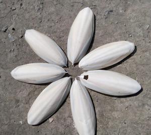 Hueso de Sepia Natural, Longitudes Mixtas de 1 a 20 cm, Mejor Grado de Exportación - Product Image 2